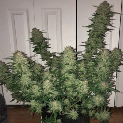 AUTO WEDDING CAKE Feminized Cannabis Seeds