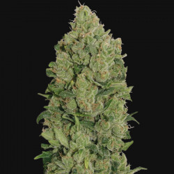 Auto NYC Diesel Cannabis Seeds Feminized