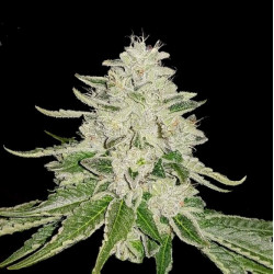 Fruity Pebbles 2.0 Cannabis Seeds Feminized