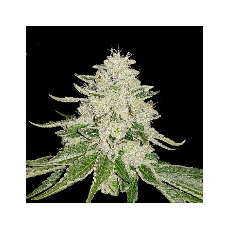 Fruity Pebbles 2.0 Cannabis Seeds Feminized