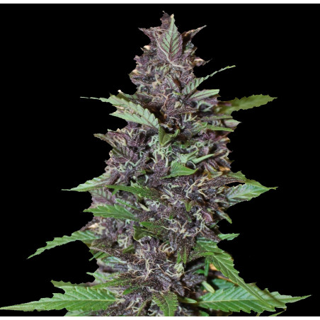 Auto Purple Kush Cannabis Seeds Feminized