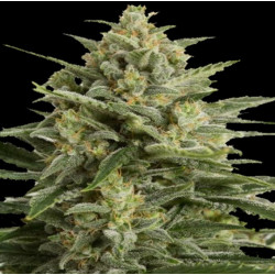 White Widow Cannabis Seeds Feminized Autoflower