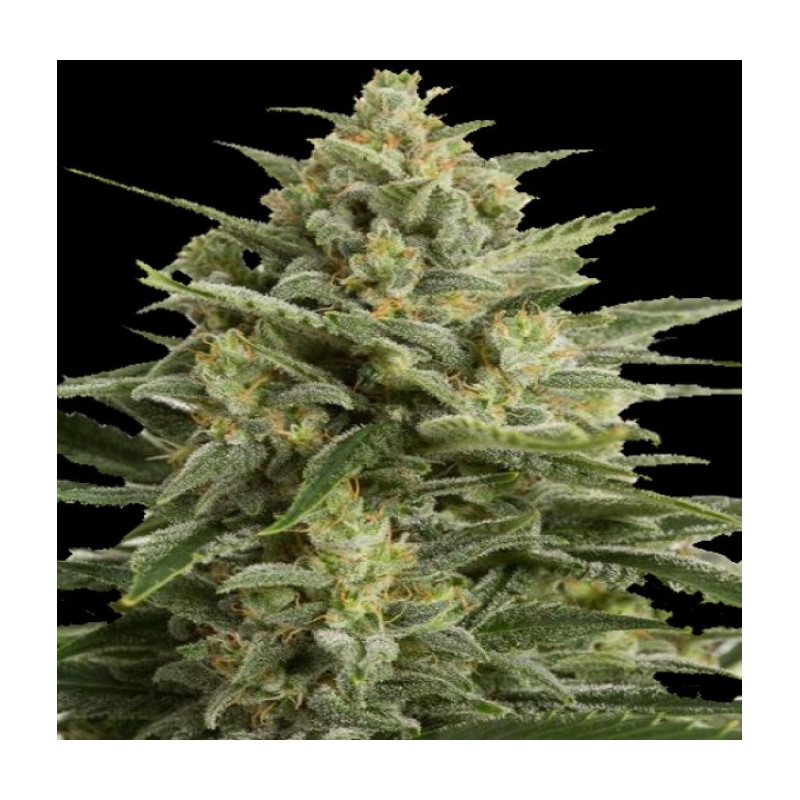 White Widow Cannabis Seeds Feminized Autoflower