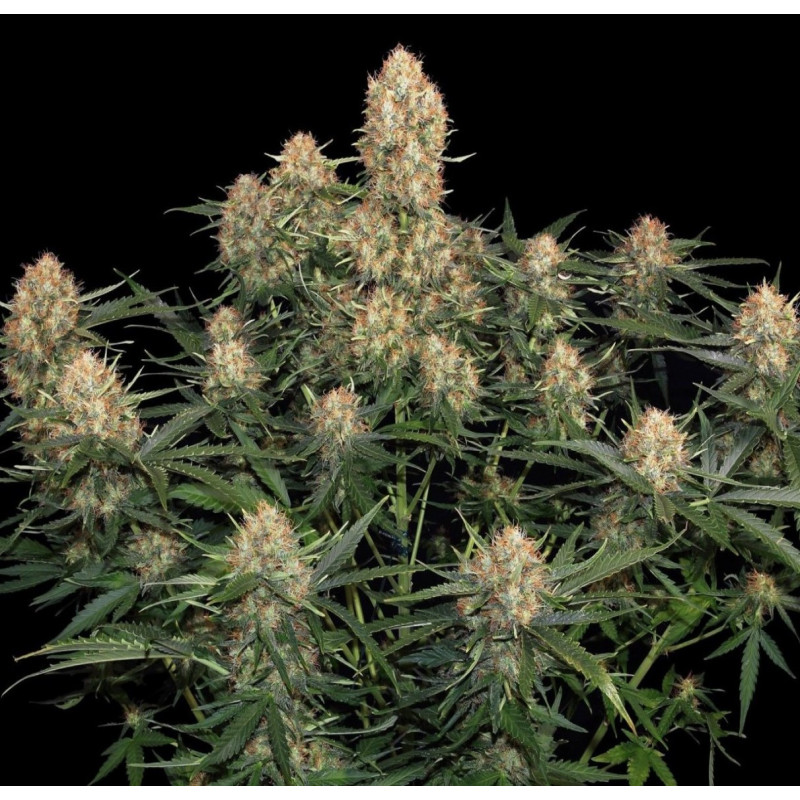 Auto Skunk No.1 Cannabis Seeds Feminized