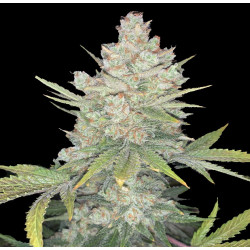 Auto CBD Kush Feminized Cannabis Seeds