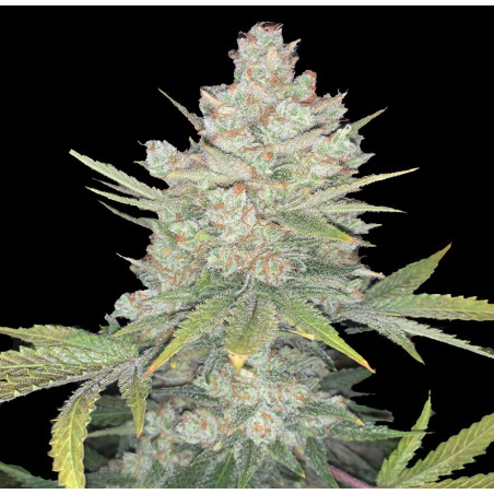 Auto CBD Kush Feminized Cannabis Seeds