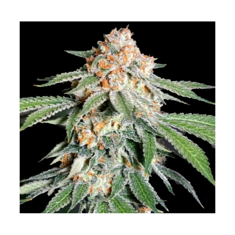 Auto Banana Kush Cannabis Seeds Feminized