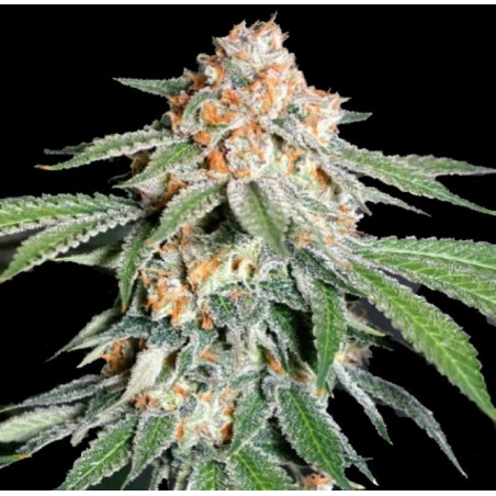 Auto Banana Kush Cannabis Seeds Feminized