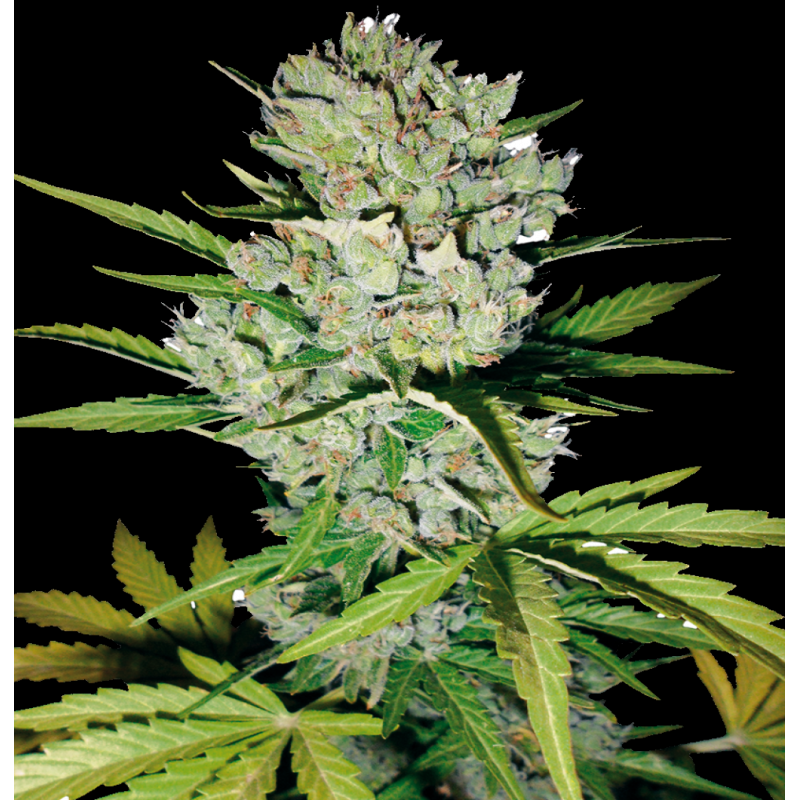 Auto Super Skunk Cannabis Seeds Feminized