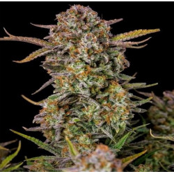 Bruce Banner Fast Version Feminized Cannabis Seeds