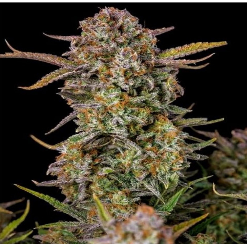 Bruce Banner Fast Version Feminized Cannabis Seeds