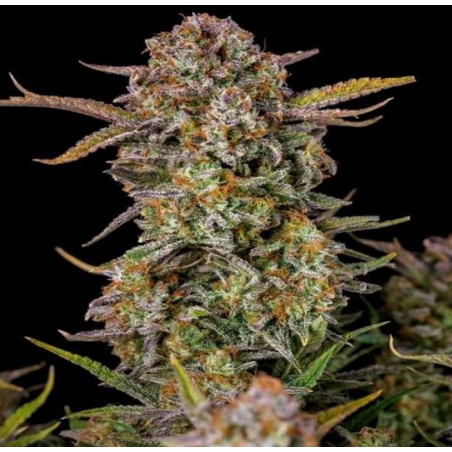 Bruce Banner Fast Version Feminized Cannabis Seeds