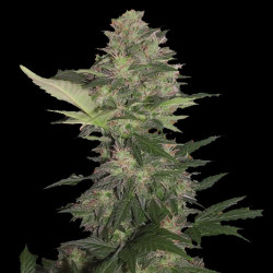 Auto Dwarf Low Flyer Cannabis Seeds