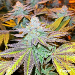 Auto Zkittlez Cannabis Seeds Feminized