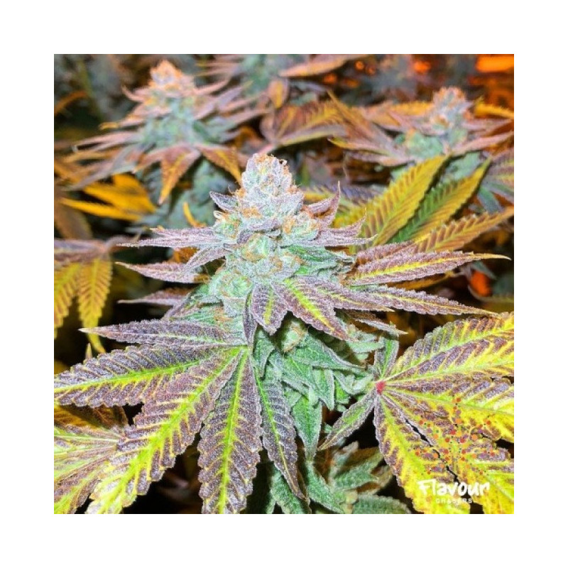 Auto Zkittlez Cannabis Seeds Feminized