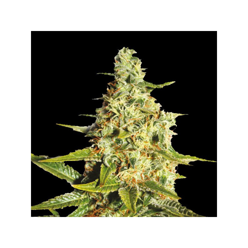 Tangerine Cannabis Seeds Autoflower Feminized