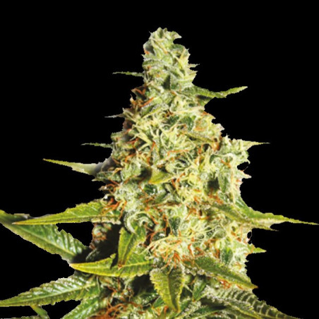 Tangerine Cannabis Seeds Autoflower Feminized