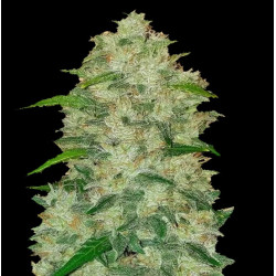 Auto Chemdawg Cannbis Seeds Feminised