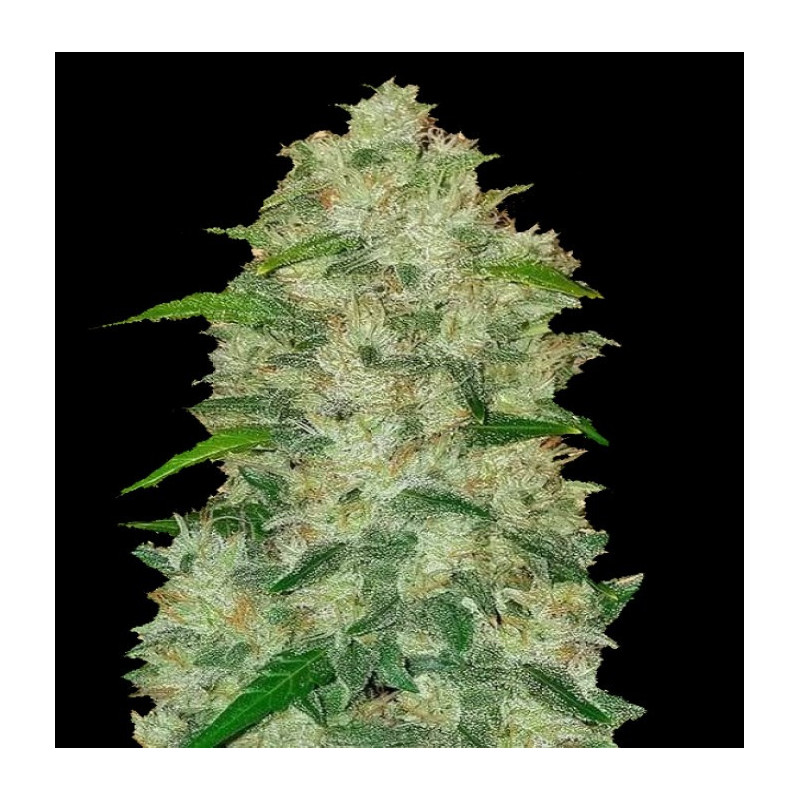 Auto Chemdawg Cannbis Seeds Feminised