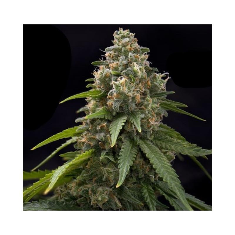 Auto Ultra Jack Gelato Cannabis Regular Seeds