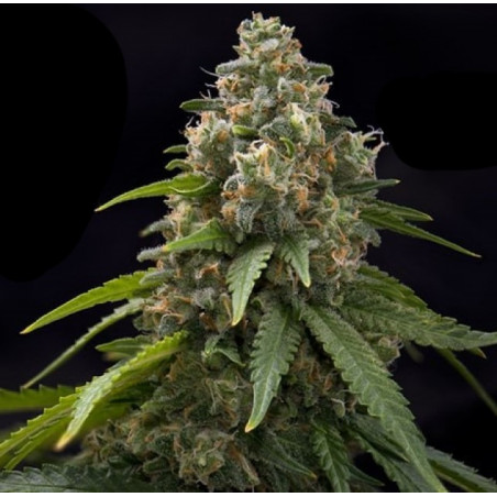 Ultra Jack Graines de Cannabis à Autofloraison Régulier