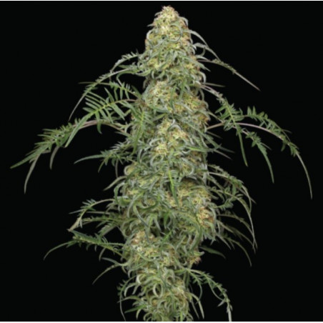 Freakshow Cannabis Seeds