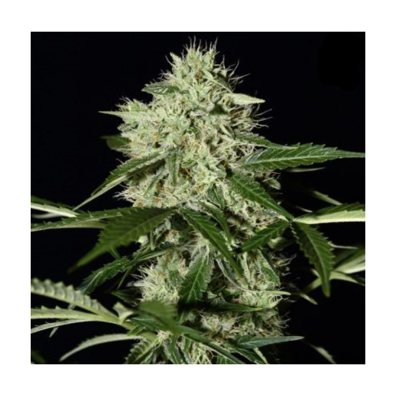 Northern Lights Fast Version Cannabis Seeds Feminized