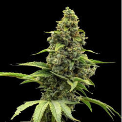 Auto Amnesia Cannabis Seeds Feminized