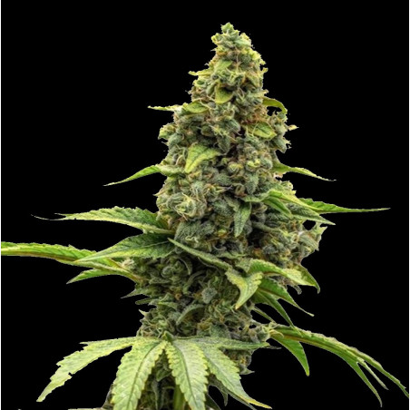 Auto Amnesia Cannabis Seeds Feminized