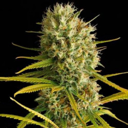 Amnesia Fast Version Cannabis Seeds Feminized