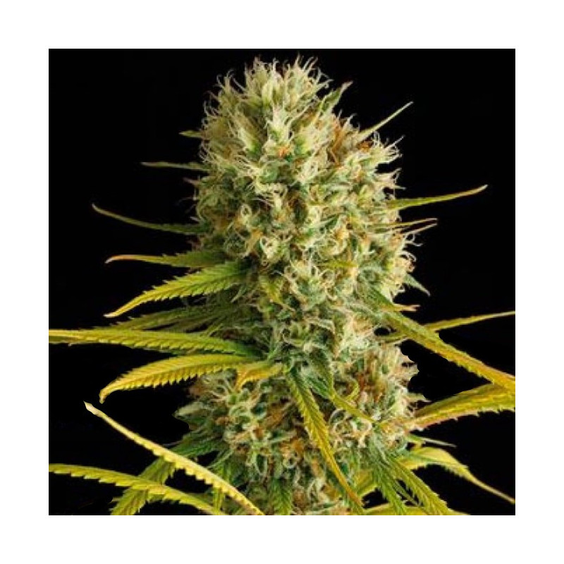 Amnesia Fast Version Cannabis Seeds Feminized