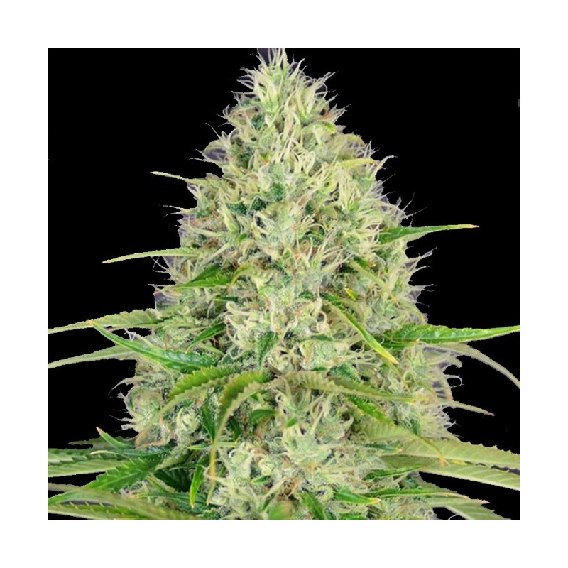 Amnesia Lemon Fast version Cannabis Feminized Seeds