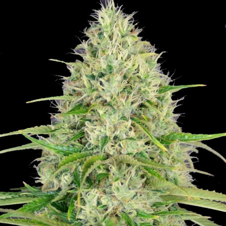 Amnesia Lemon Fast version Cannabis Feminized Seeds