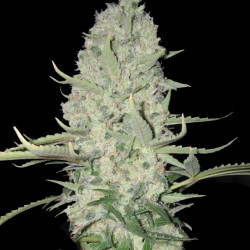 Big Bud Version Rapide Graines de Cannabis Féminisées