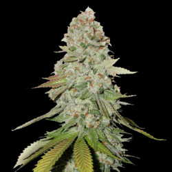 Gorilla Glue Cannabis Seeds Feminized