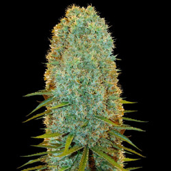 Big Jack Cannabis Seeds Feminized