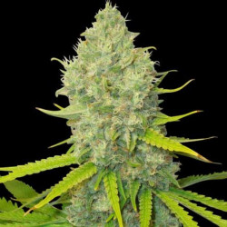 Bubblegum Cannabis Seeds feminized