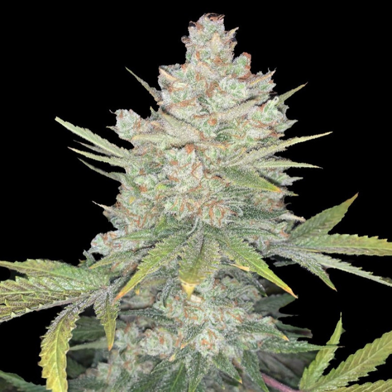 OG Kush Cannabis Seeds Feminized