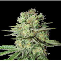 Durban Poison Cannabis Seeds Feminized