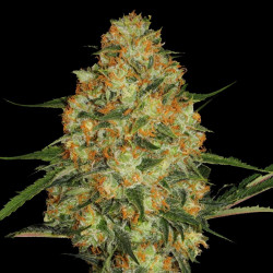 Northern Lights X Skunk Cannabis Seeds Feminized