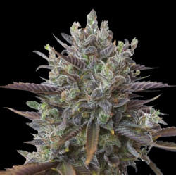 Purple Kush Cannabis Seeds Feminized