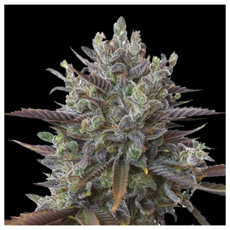 Purple Kush Cannabis Seeds Feminized