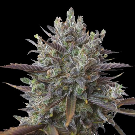 Purple Kush Cannabis Seeds Feminized