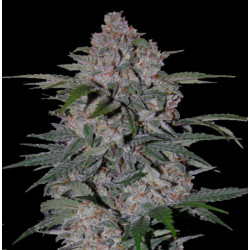 Strawberry Cannabis Seeds Feminized