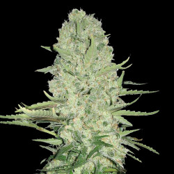 White Widow Cannabis Seeds Feminized