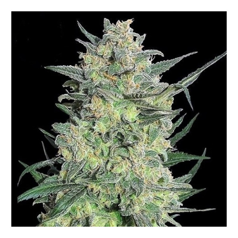 LSD Feminized Cannabis Seeds