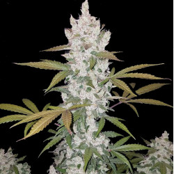 Girl Scout Cookies Feminized Seeds