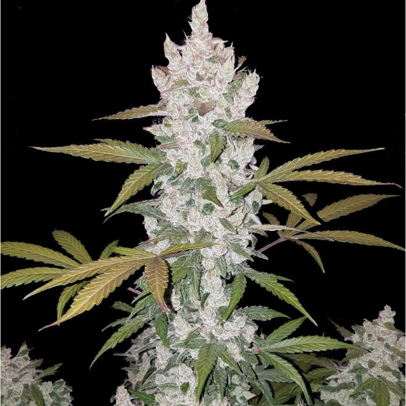 Girl Scout Cookies Feminized Seeds