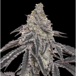 Green Crack Cannabis Seeds Feminized