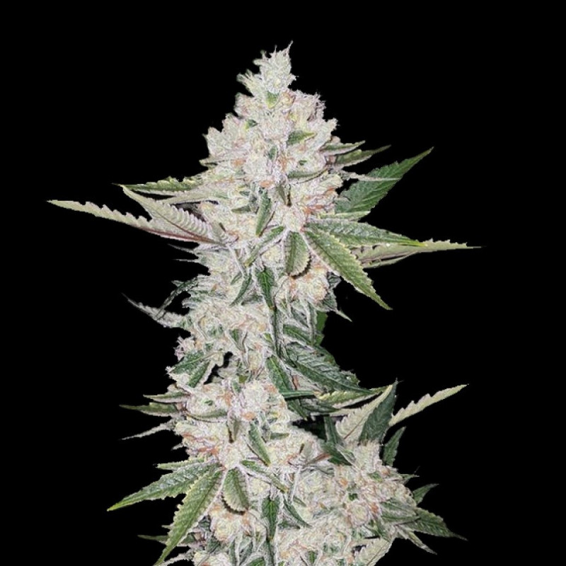 Chemdawg Cannabis Seeds Feminized